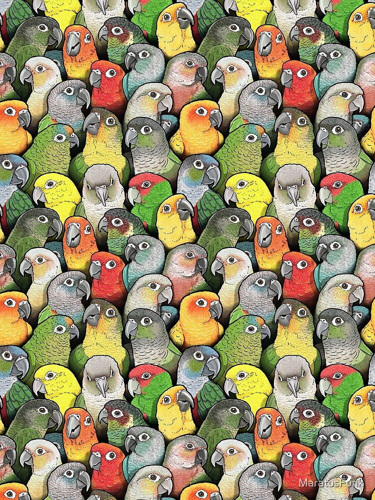 Colour of Conures by MaratusFunk