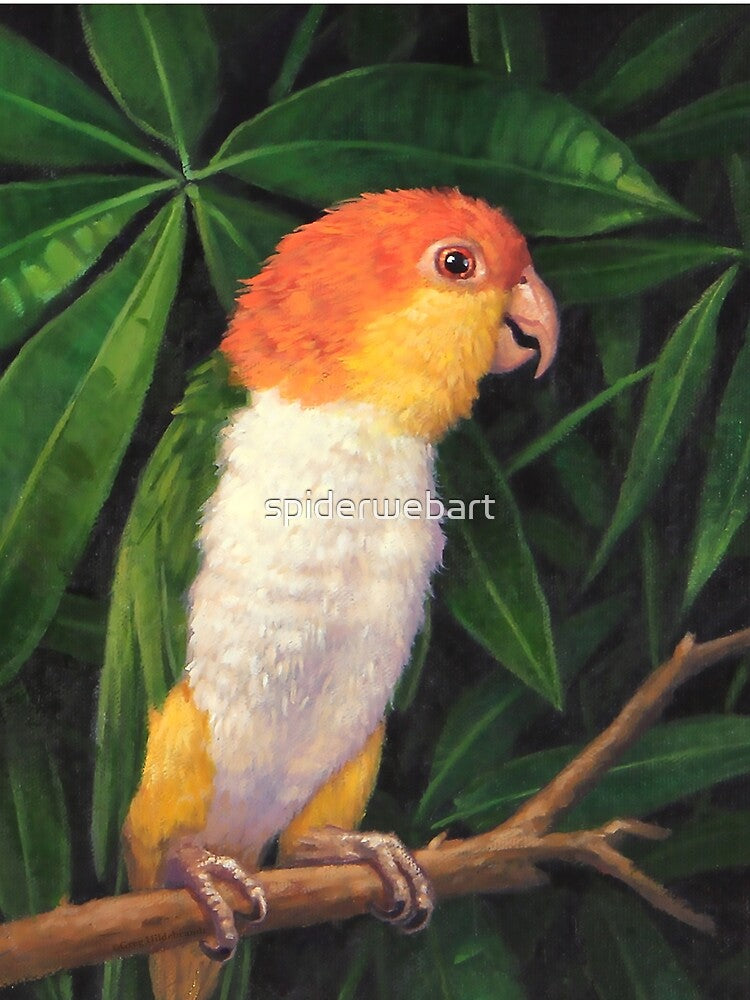 White Bellied Caique by spiderwebart
