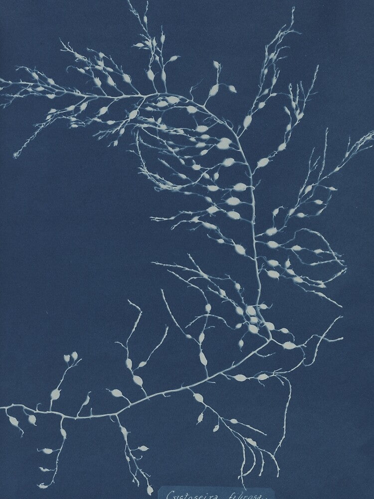 Cystoseira fibrosa British algae by generalbonkers