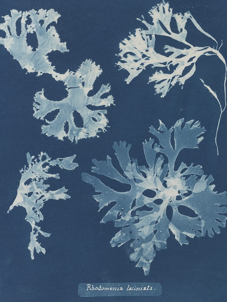 Rhodomenia laciniata British algae by generalbonkers