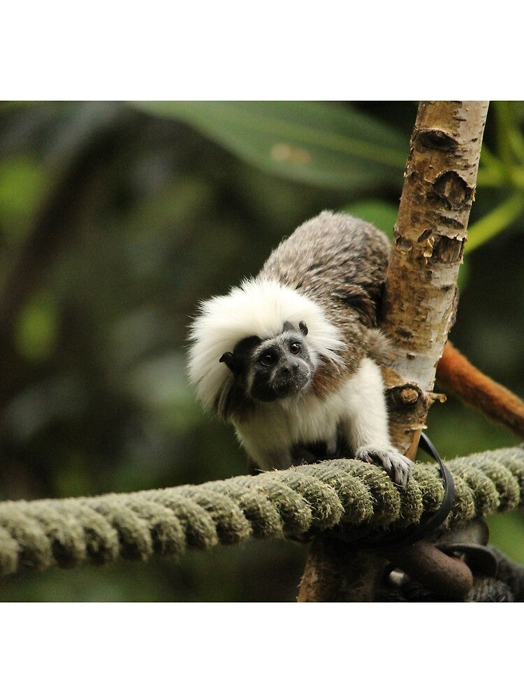 Cotton Top Tamarin by OMGaZombieKing