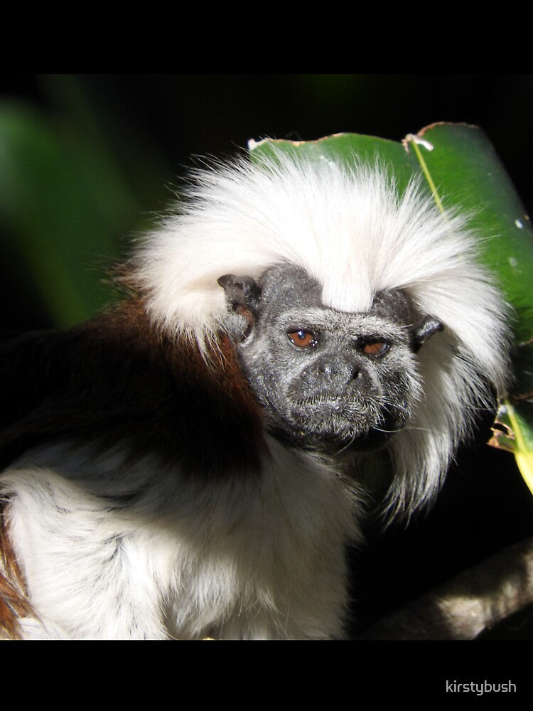 Cotton-top Tamarin by kirstybush