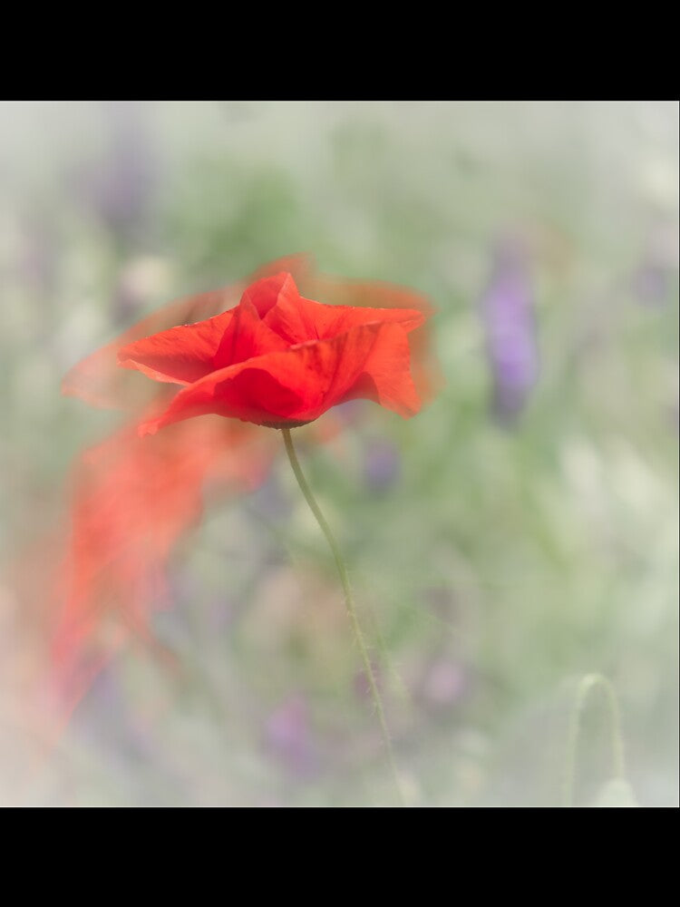 Soft summer poppy by iulianvelea