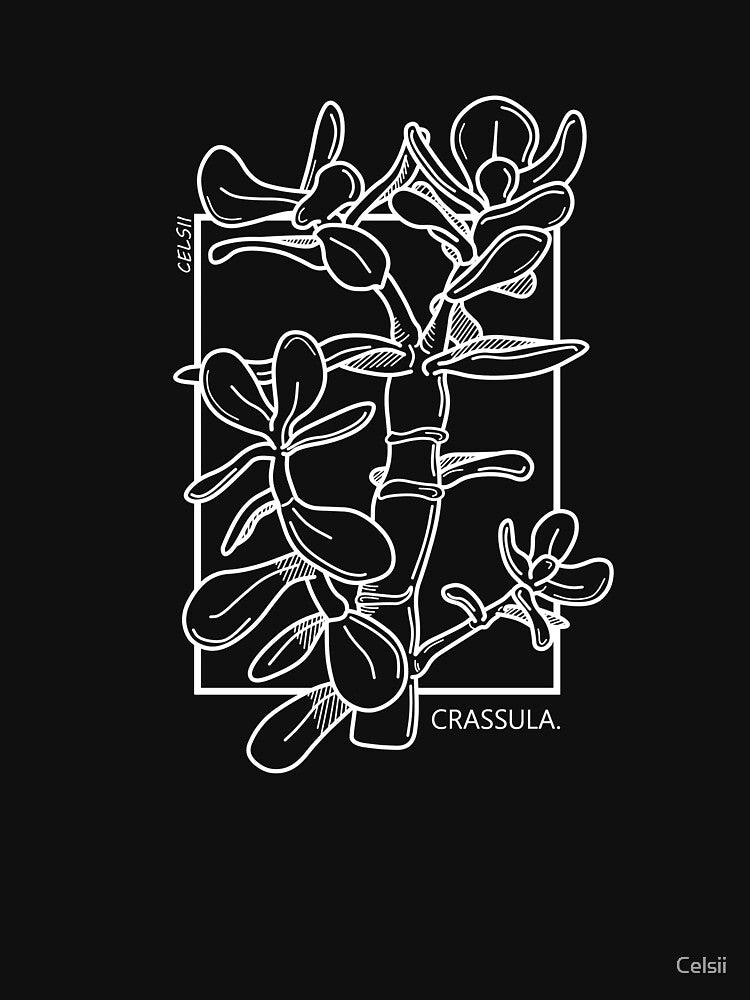 Crassula "jade plant" (white) by Celsii
