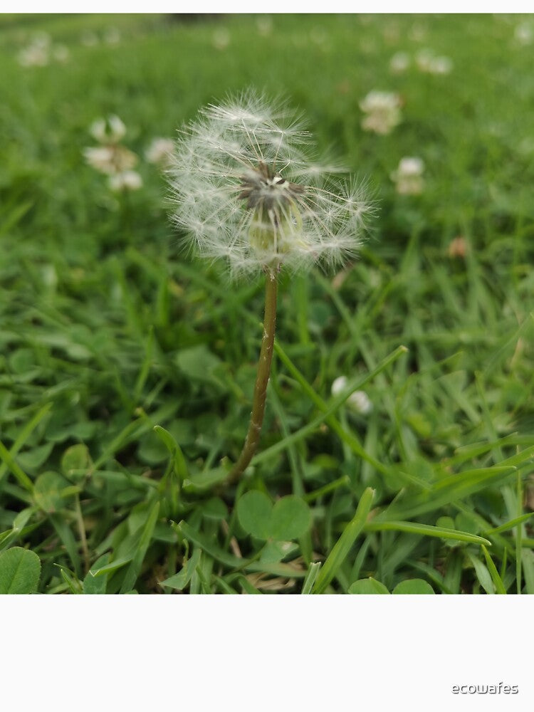 fluffy white flower by ecowafes