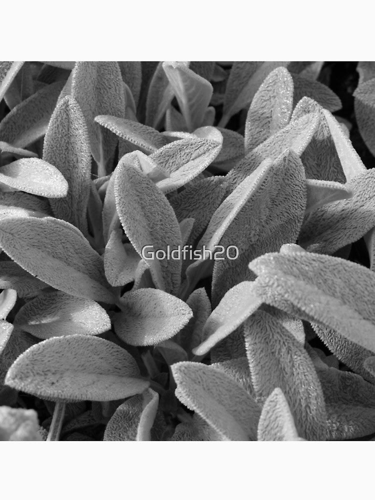 Stachys byzantina Cotton Ball by Goldfish20