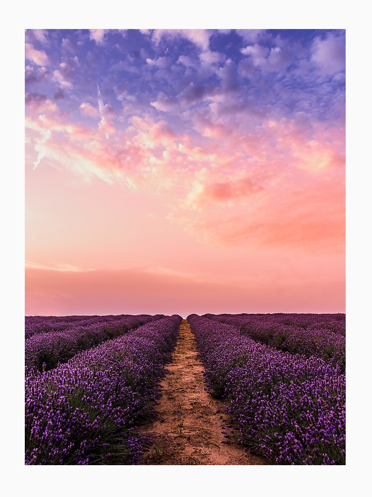 Beautiful Lavender Flower Fields by PotluckPrints