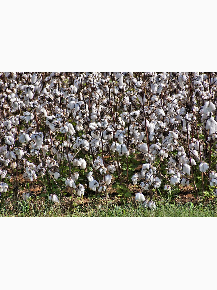 Alabama Cotton Plants by jtrommer