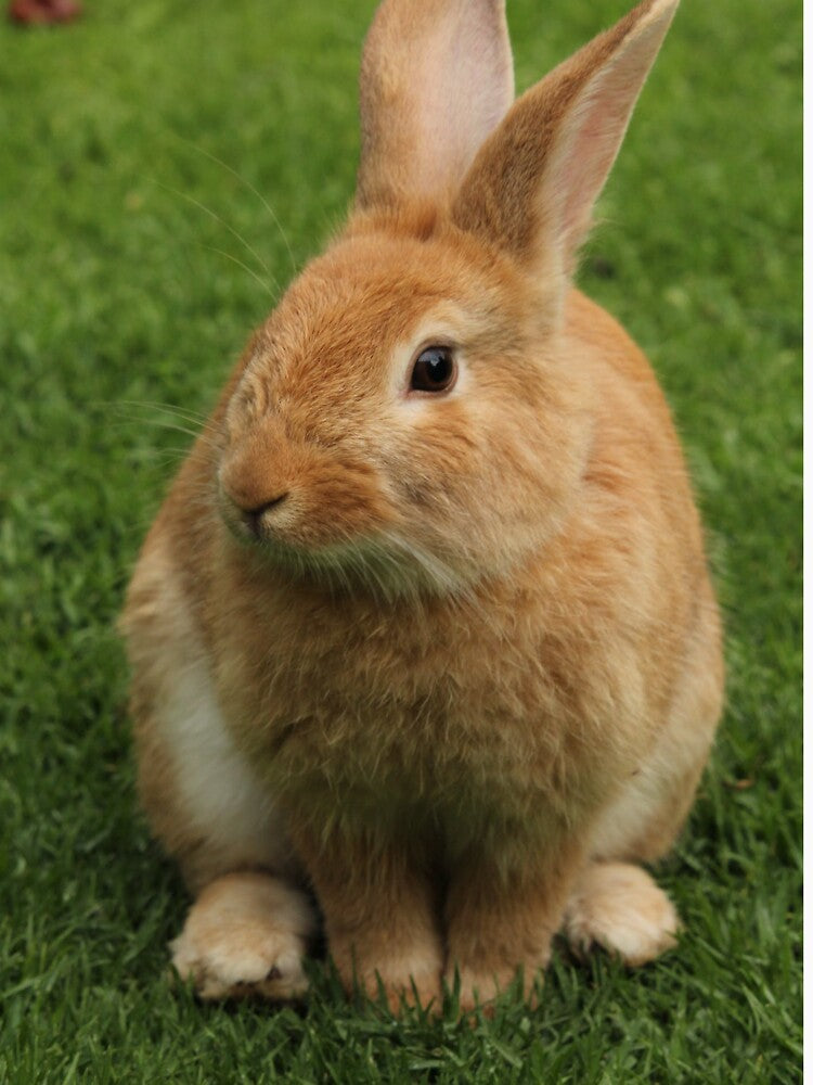 SUZY WABBIT by CUTESTUFFnow