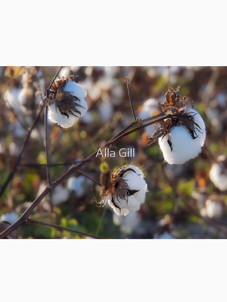 Cotton by Alla Gill