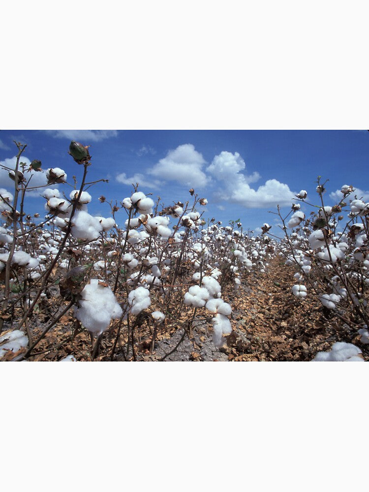 Cotton Field by BravuraMedia
