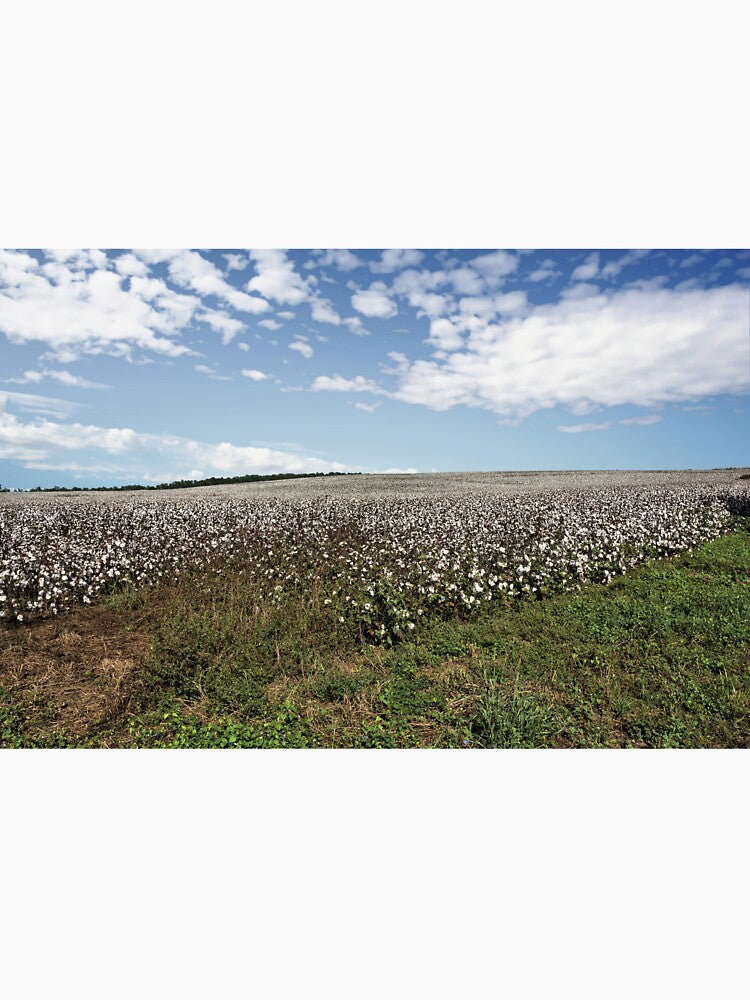 Alabama Cotton Fields by jtrommer
