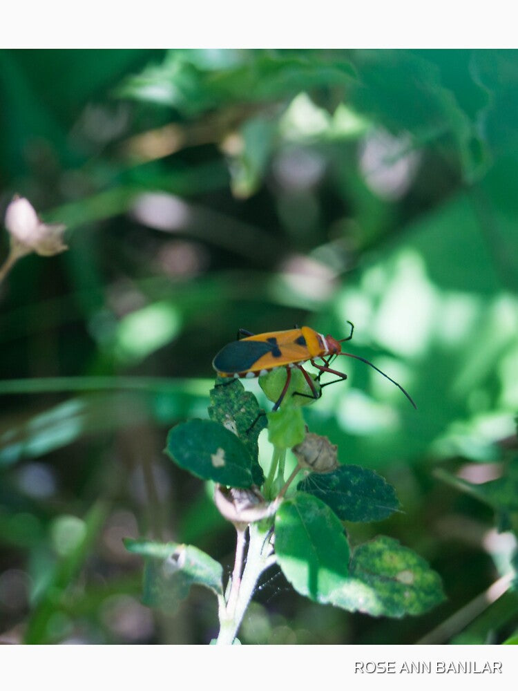 red cotton bug by ROSE ANN BANILAR