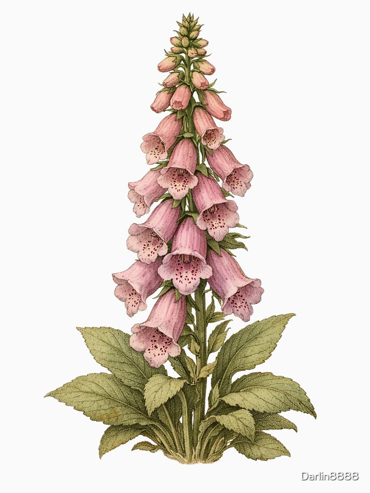 Vintage Foxglove Botanical Illustration - Digitalis Purpurea Antique Botanical Print by Darlin8888