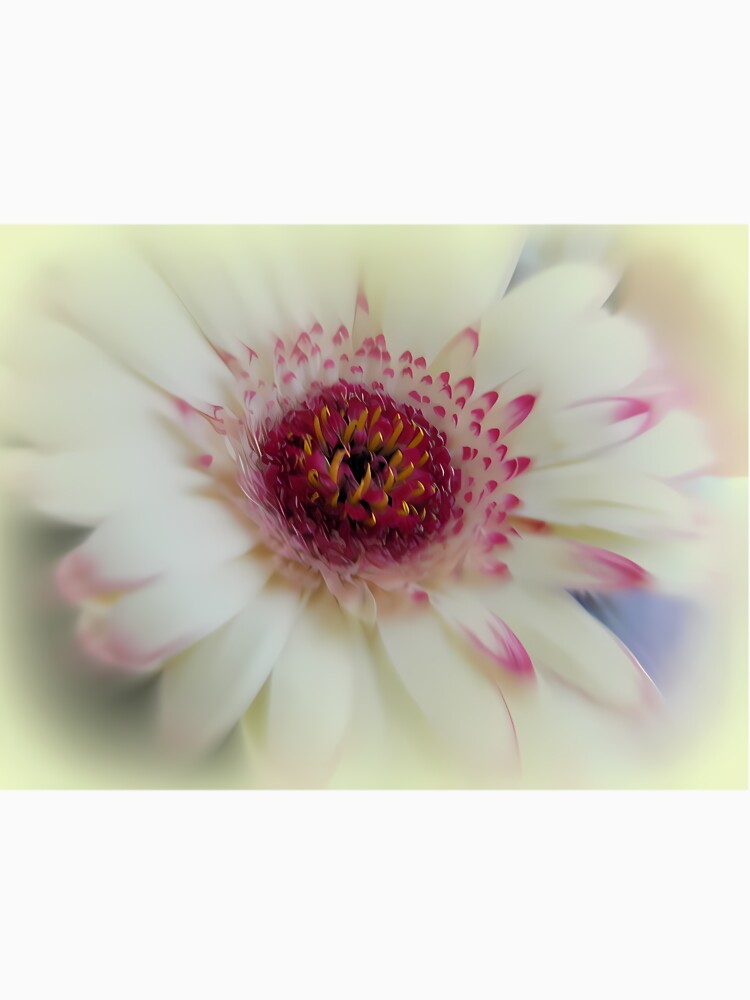 Soft Gerbera Long by mzqlsamj1