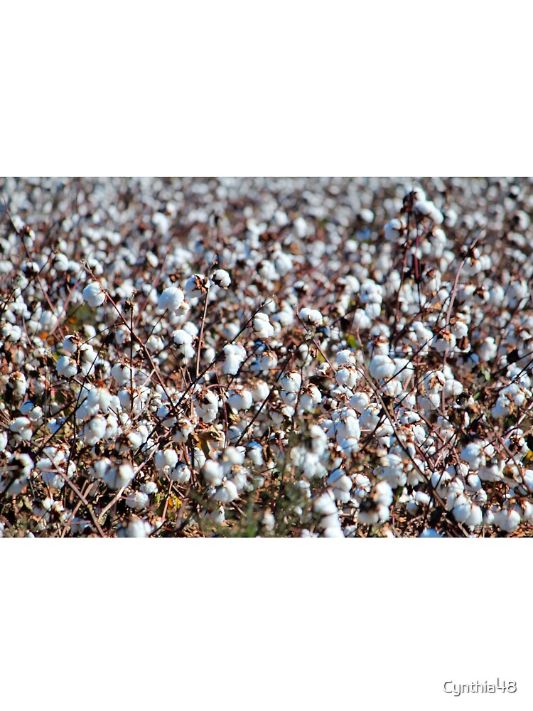 NC Cotton by Cynthia48