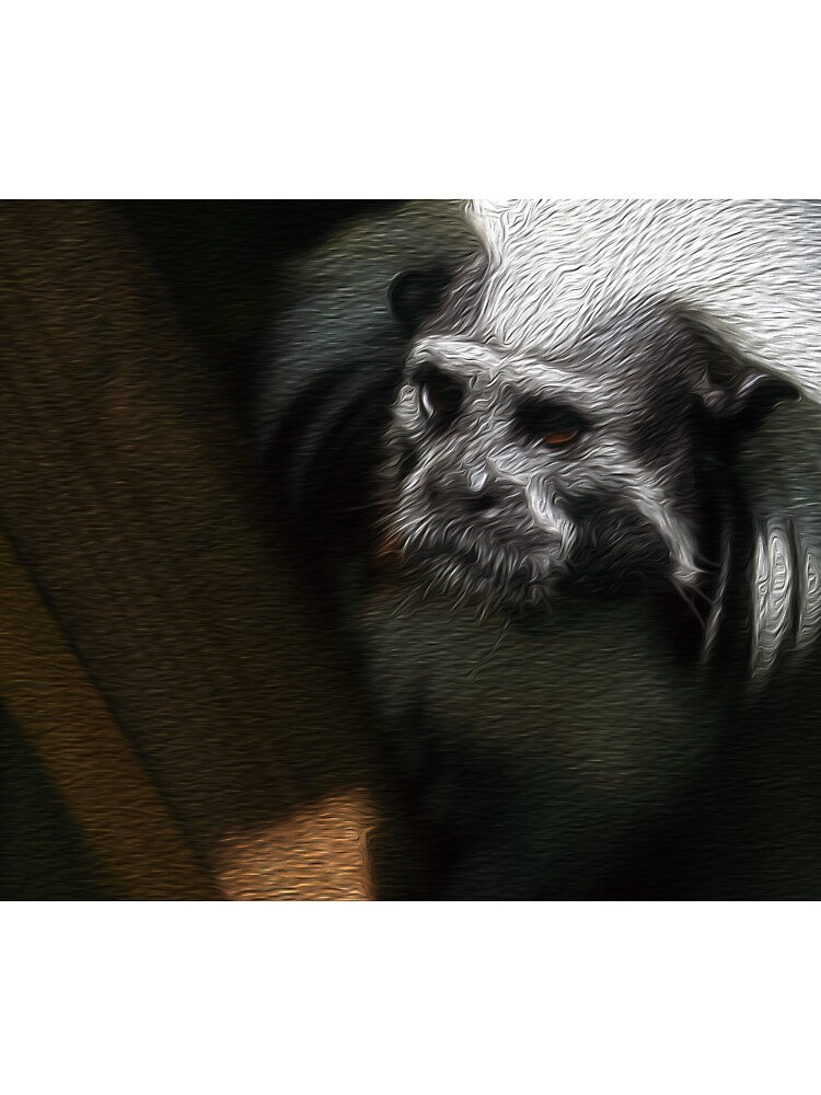 Cotton Top Tamarin by XCEEDTRANSITION