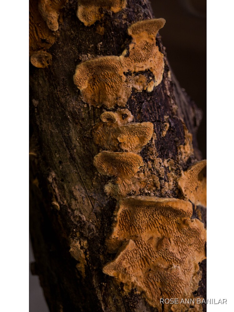 bracket fungus or shelf fungus by ROSE ANN BANILAR