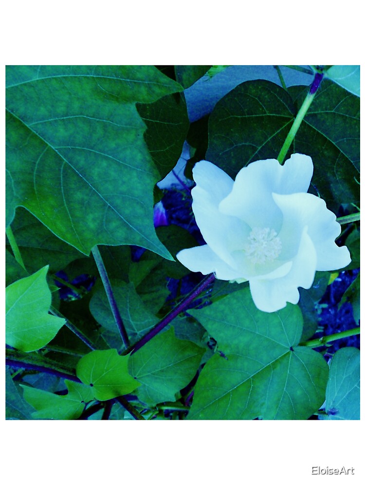 Cotton Blossom by EloiseArt