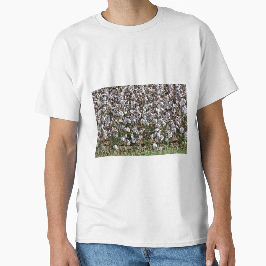 Alabama Cotton Plants by jtrommer