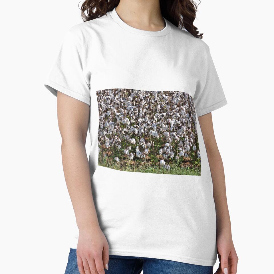 Alabama Cotton Plants by jtrommer